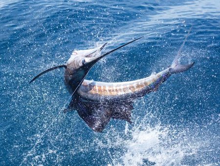 Contact Spirit Sportfishing charters