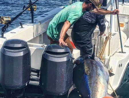 Today's fish counts, Southern California landings