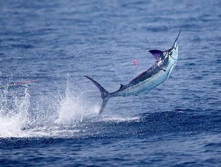 Angler with rod on a sportfishing trip
