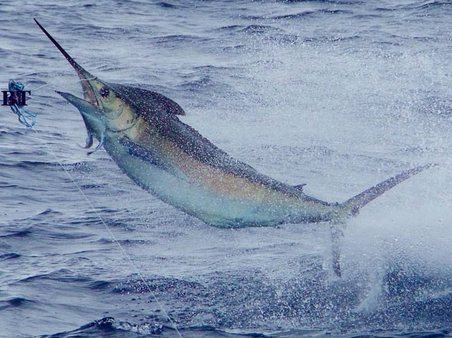 Charter boat fishing, Southern California