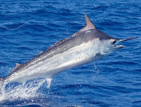 Fishing from the deck of a charter boat