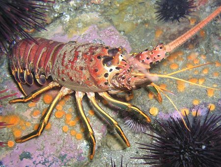 California spiny lobster on the reef