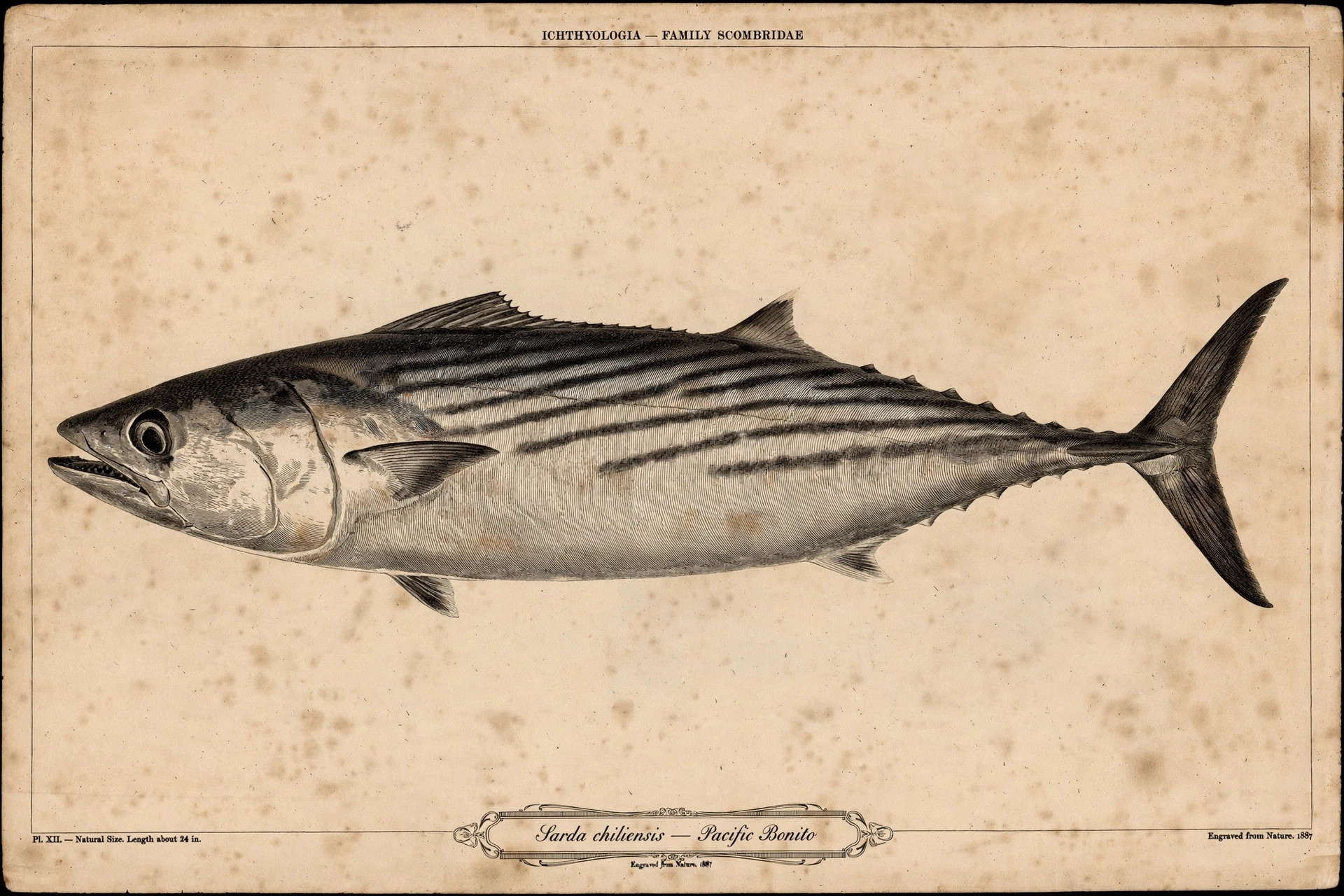 Pacific bonito (Sarda chiliensis) — vintage-style scientific illustration