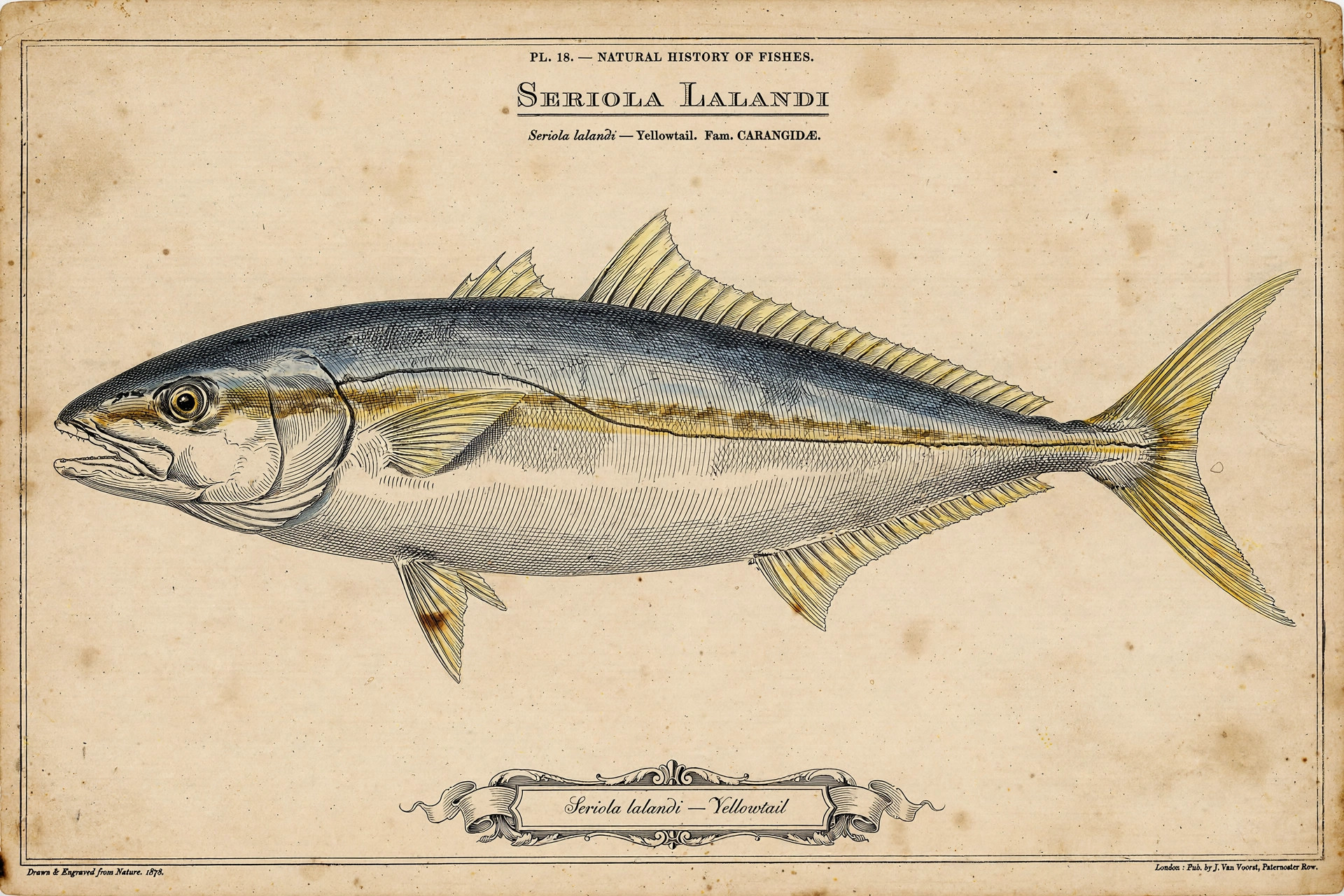 Yellowtail (Seriola lalandi) — vintage-style scientific illustration