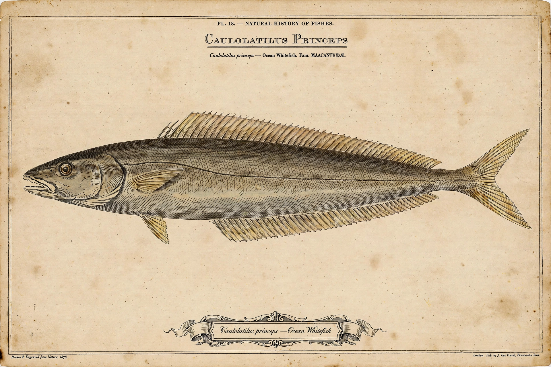 Ocean Whitefish \u2014 vintage-style scientific illustration