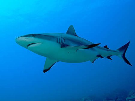 Shark in Southern California waters