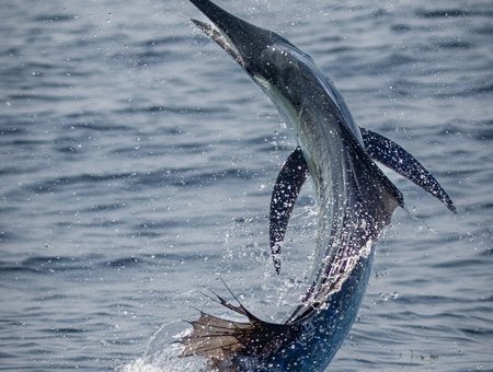 Southern California sportfishing photo