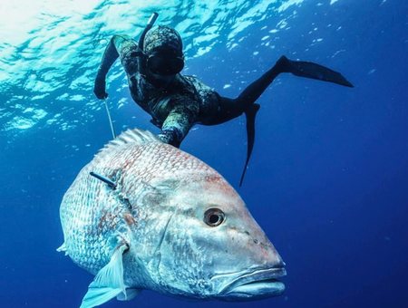 Spearfishing in clear blue water