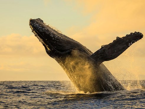 Whale watching off Southern California