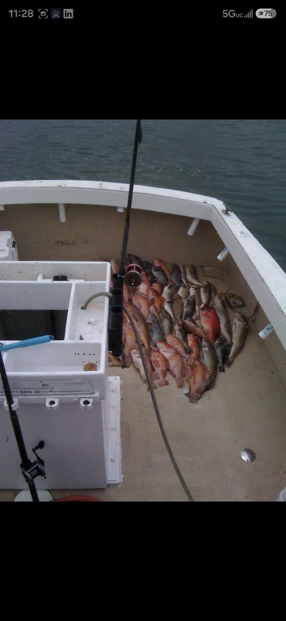 The Spirit's deck covered with rockfish and lingcod